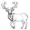 Stag Drawing