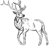 Stag Drawing